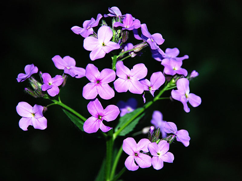 Bilakah anda boleh memindahkan violet?