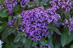 Varieti jenis bunga heliotrope