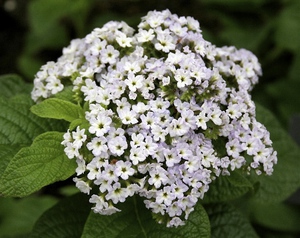 Heliotrope baik untuk bau dan warna