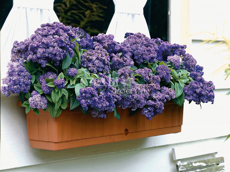 Heliotrope baik untuk bau dan warna