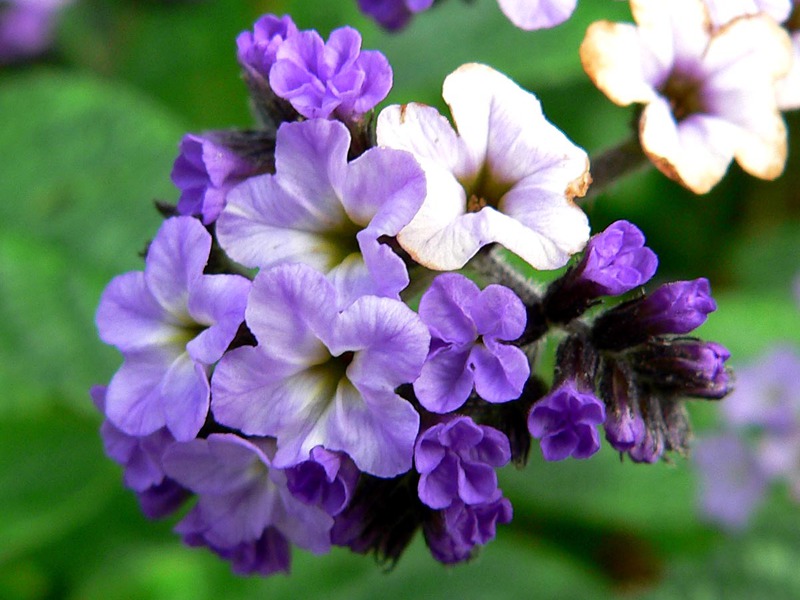 Heliotrope Eropah