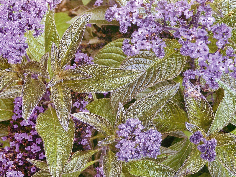 Heliotrope baik untuk bau dan warna