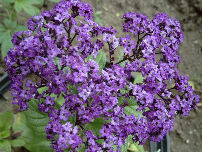 Apakah keadaan seperti bunga heliotrope?