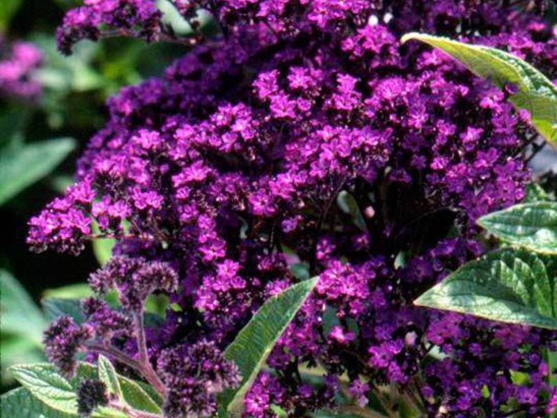 Kemunculan heliotrope