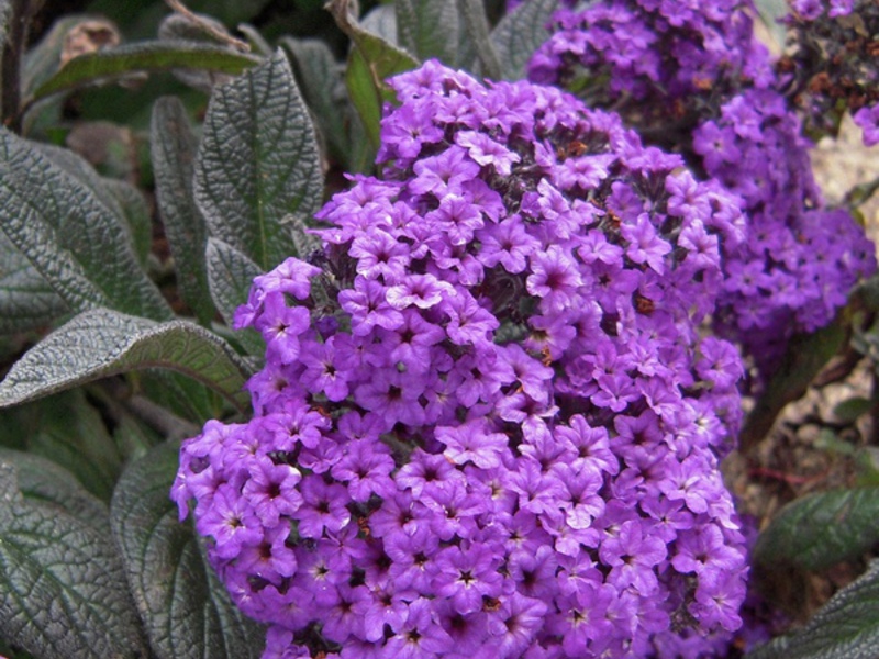 Bunga heliotrope