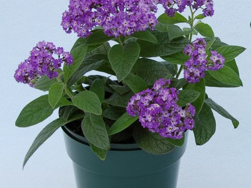 Jenis heliotrope