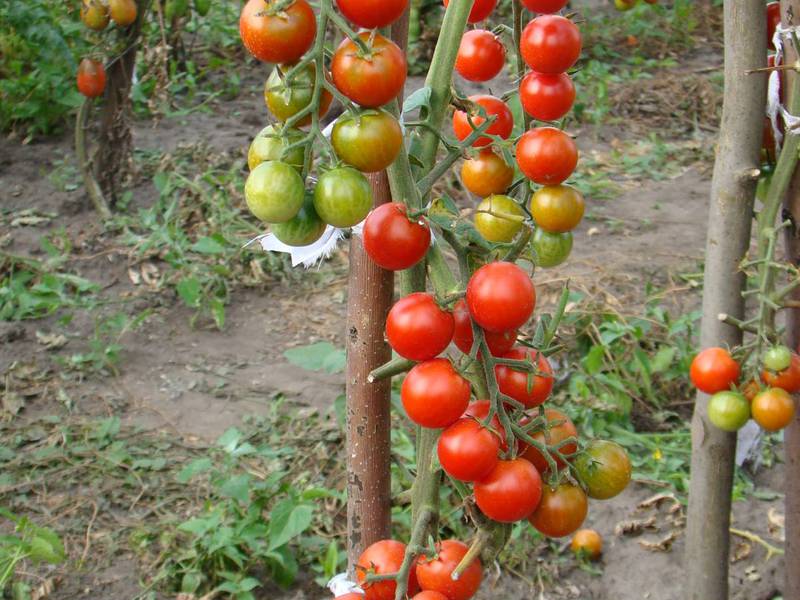 Ciri-ciri menanam tomato