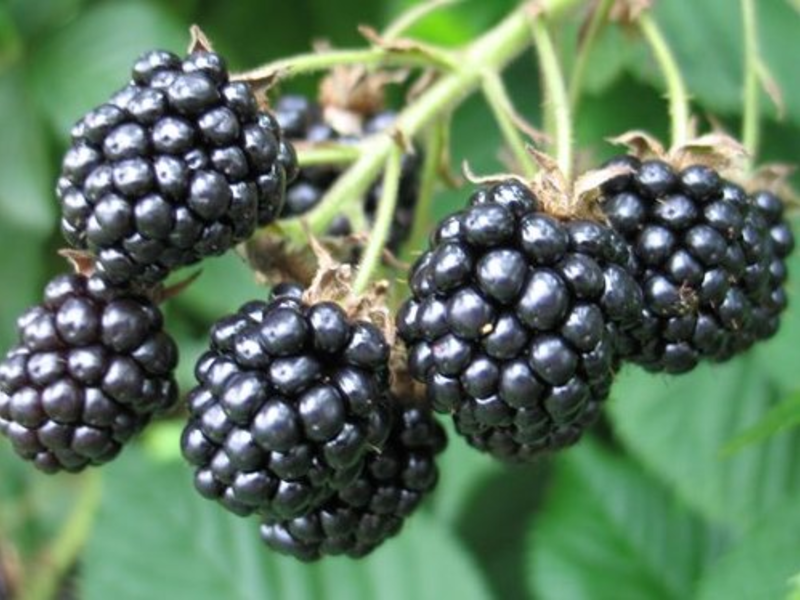 Blackberry masak