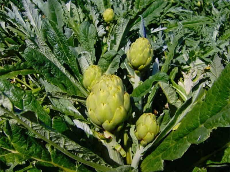 Penggunaan artichoke dalam masakan