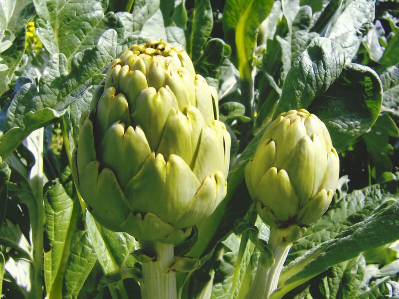 Artichoke dalam masakan