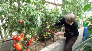 Penerangan mengenai penjagaan yang betul untuk tomato penentu