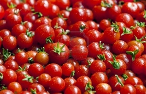 Varieti tomato ceri