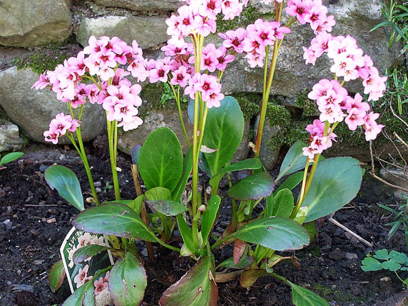 Tumbuhan perubatan di kebun