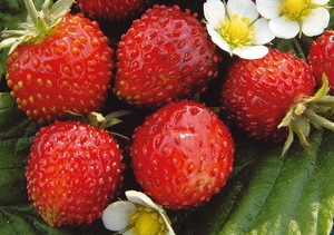 Pelbagai strawberi Alexandrine