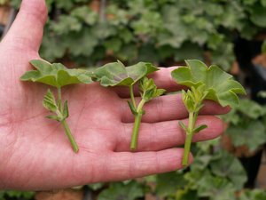 Cara memotong geranium dengan betul