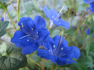 Penerangan mengenai loceng phacelia california