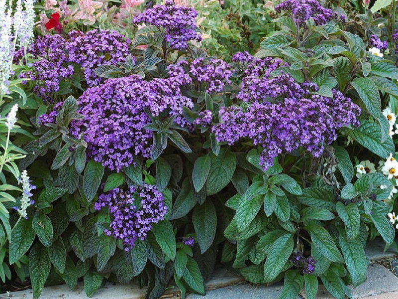 Senarai dan perihalan jenis heliotrope