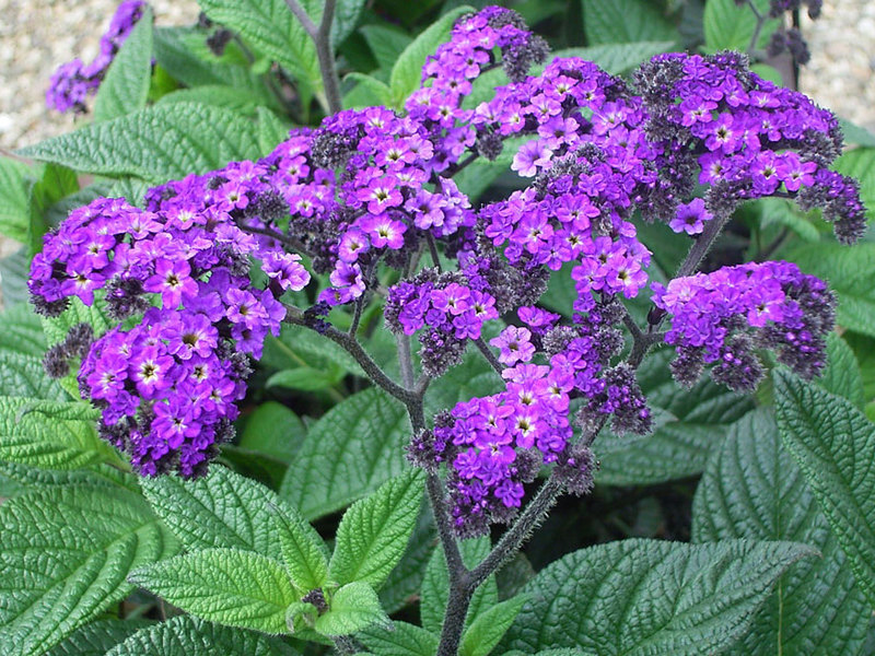 Penerangan mengenai heliotrope variety Sea Breeze