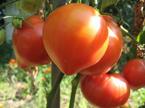 Memilih pelbagai jenis tomato