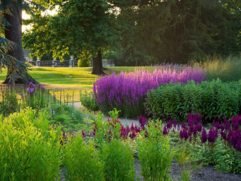 Loosestrife willow mekar dari bulan Jun hingga September