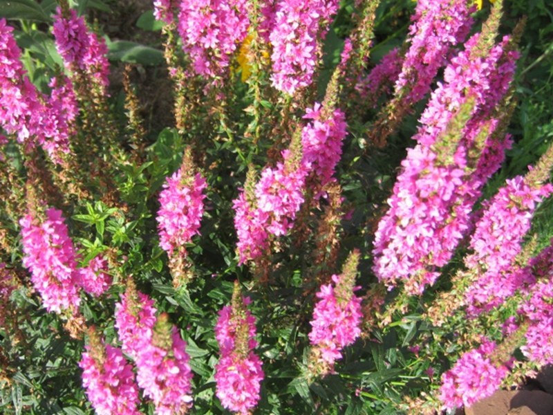 Penjagaan loosestrife willow