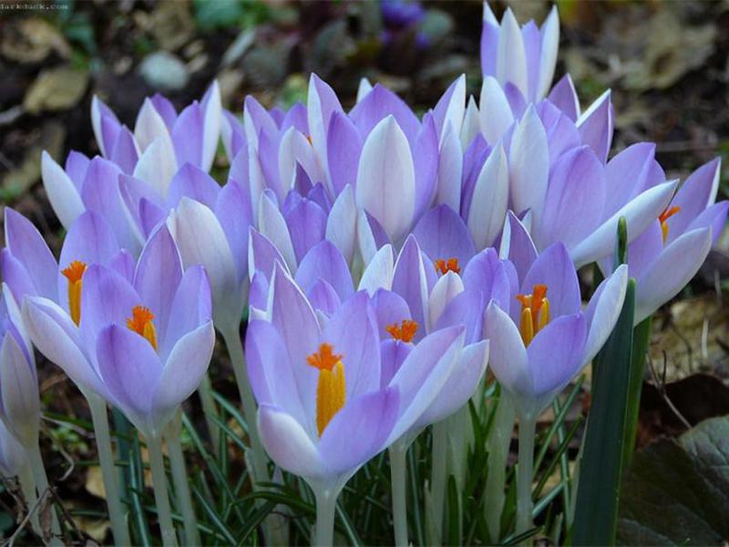 Pemindahan crocus