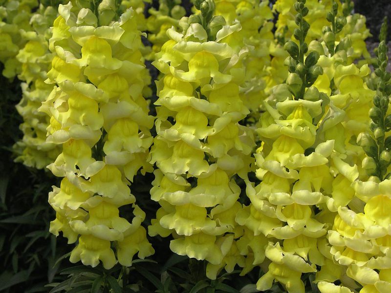 Snapdragon adalah hiasan yang cerah untuk taman anda.