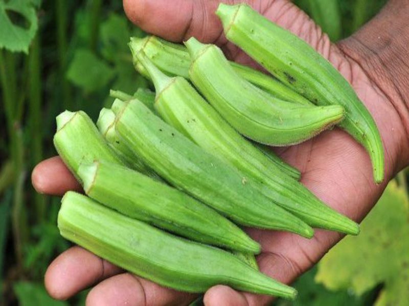 Kebaikan dan kelebihan okra