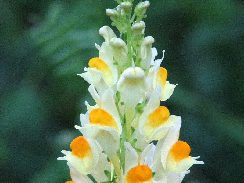 Bunga snapdragon berwarna-warni