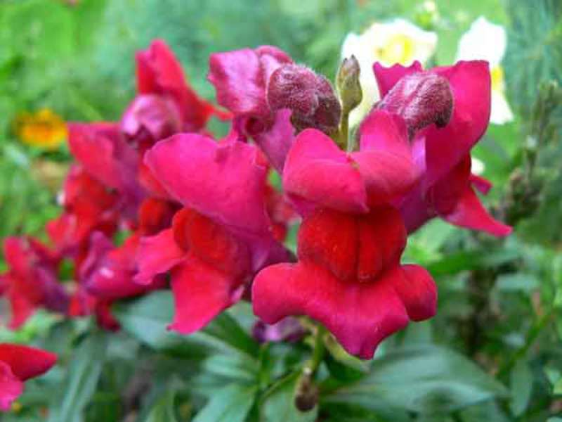 Bunga snapdragon berwarna-warni