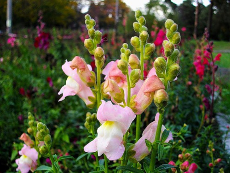 Snapdragon adalah hiasan yang cerah untuk taman anda.