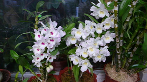 Pemisahan orkid dendrobium.