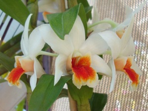 Berapa lama dendrobium mekar