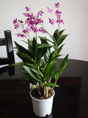 Merawat Dendrobium di rumah.