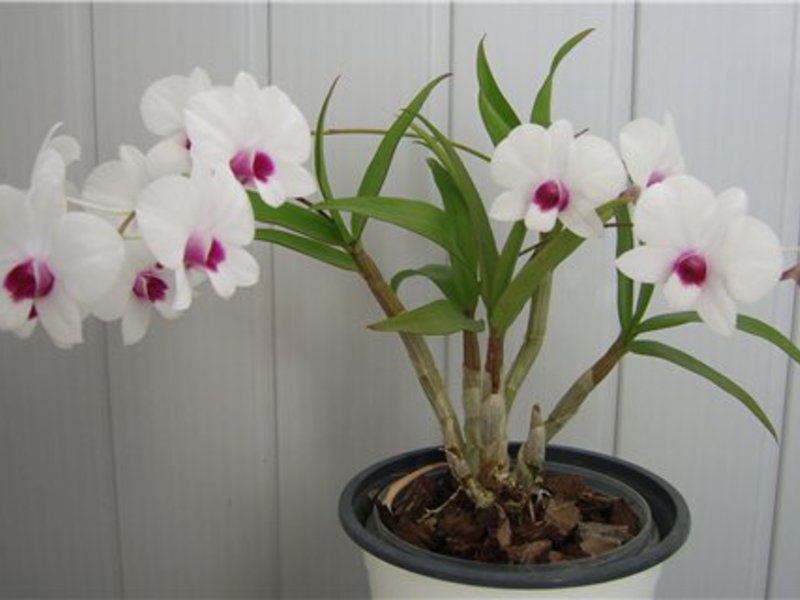 Merawat Dendrobium di rumah.