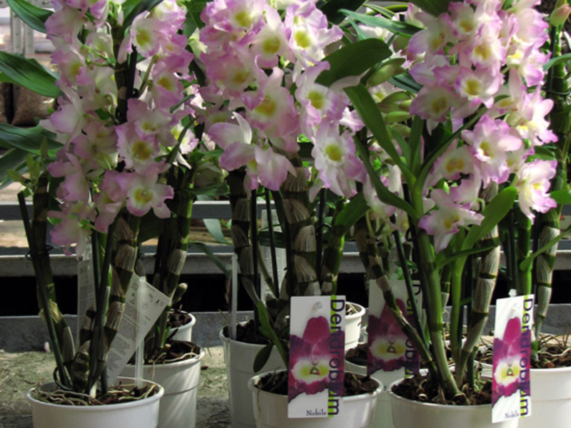 Dendrobium bunga khas