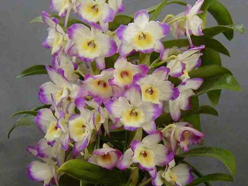 Bunga dendrobium yang cantik