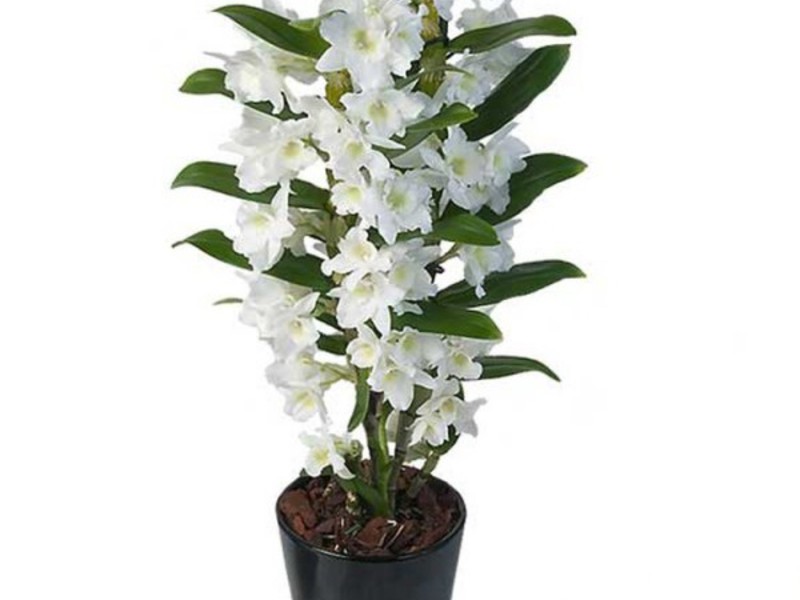 Cara merawat dendrobium