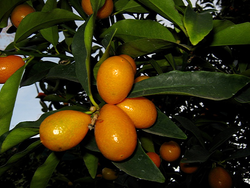 Penerangan mengenai pelbagai kumquat Fakushi