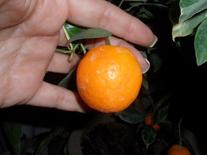 Sejarah buah kumquat