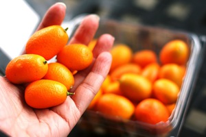 Peraturan untuk memilih buah kumquat semasa membeli