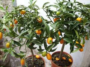 Ciri kumquat tumbuh di rumah