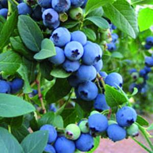 Penanaman, penjagaan dan penanaman pelbagai jenis blueberry kebun, ulasan