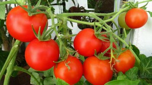 Pemilihan pelbagai jenis tomato