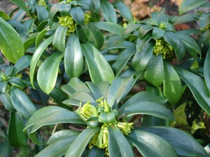 Tumbuhan dalaman Euphorbia