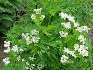 Di manakah tanaman anise digunakan