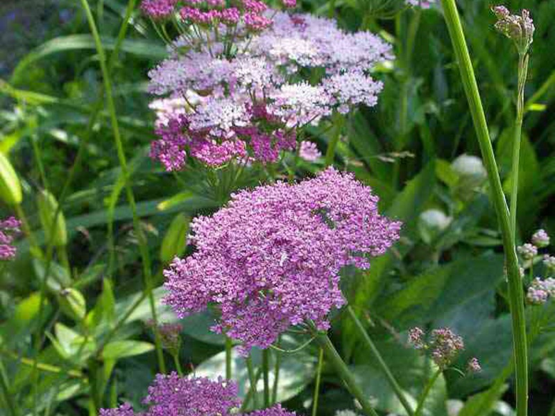 Tumbuhan anise