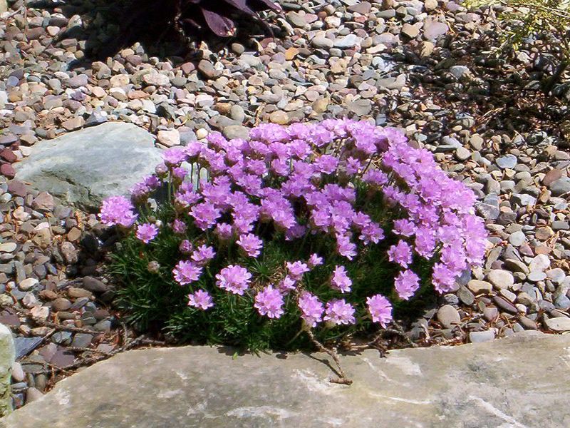 Armeria mekar