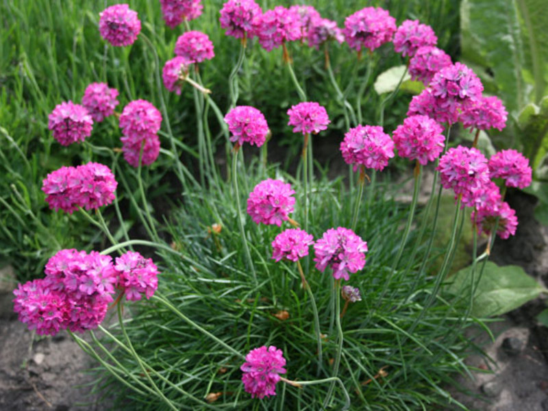 Daun Armeria yang sempit