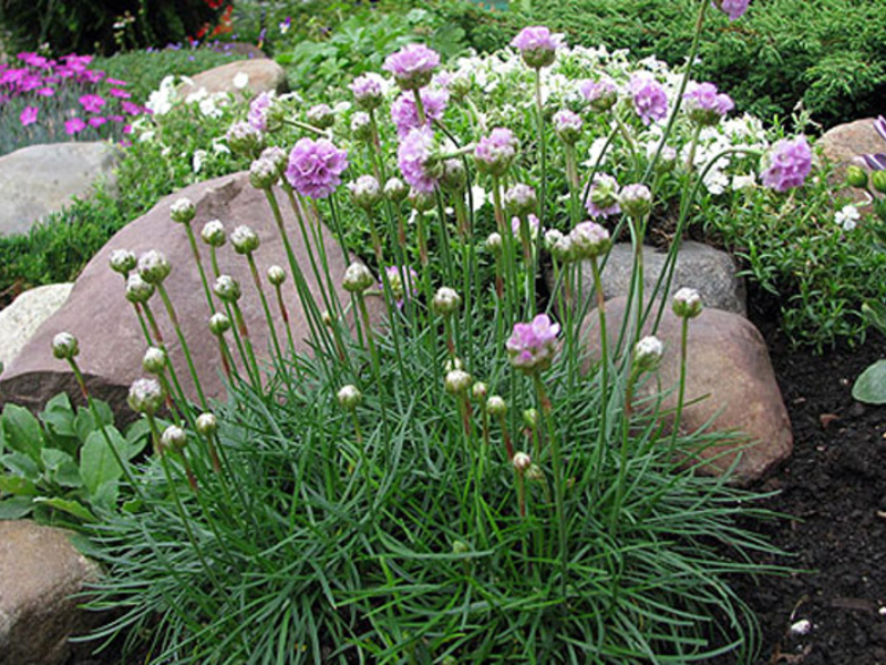 Armeria berwarna putih